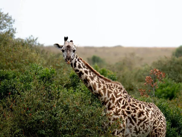 photo of maasai mara